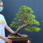 Bonsai ID 503 : Shimpaku