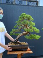 Bonsai ID 503 : Shimpaku