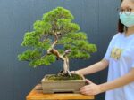 Bonsai ID 504 : Shimpaku - Image 2