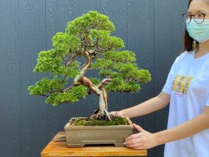 Bonsai ID 504 : Shimpaku - Image 2