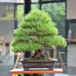 Bonsai ID 502 : Japanese Black Pine