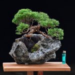 Bonsai ID527 : บอนไซสน Shimpaku