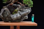 Bonsai ID527 : บอนไซสน Shimpaku - Image 3
