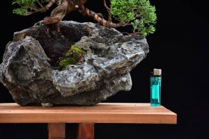 Bonsai ID527 : บอนไซสน Shimpaku - Image 3