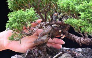 Bonsai ID527 : บอนไซสน Shimpaku - Image 2