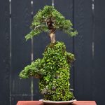 Bonsai ID516 : Shimpaku"on the rock"