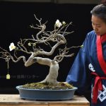 Bonsai ID 521 : Camilia