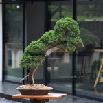 Bonsai ID 517 : Shimpaku