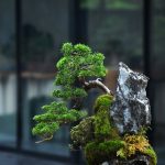 Bonsai ID 518 : Shimpaku