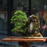 Bonsai ID 519 : Shimpaku