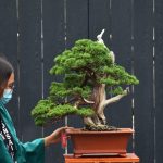Bonsai ID 520 : Shimpaku