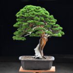 Bonsai ID535 : บอนไซสน Shimpaku