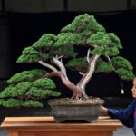 Bonsai ID528 : บอนไซสน Shimpaku (Emperor Class)