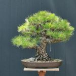 Bonsai ID536 : Japanese Black​ Pine