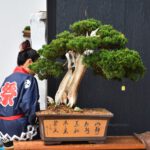 Bonsai ID530 : บอนไซสน Shimpaku (material)