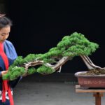 Bonsai ID531 : บอนไซสน Shimpaku