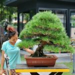 Bonsai ID537 : Japanese Black Pine