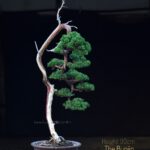 Bonsai ID532 : บอนไซสน Shimpaku