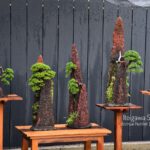 Bonsai ID533 : บอนไซสน Shimpaku