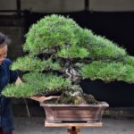 Bonsai ID538 : Japanese Black Pine