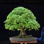 Bonsai ID541:Kaede Maple (เมเปิ้ล)