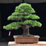 Bonsai ID575 : Japanese Black Pine - Image 2