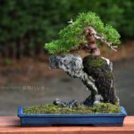 Bonsai ID562 : บอนไซสน Itoigawa Shimpaku