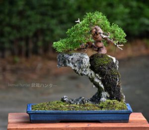 Bonsai ID562 : บอนไซสน Itoigawa Shimpaku