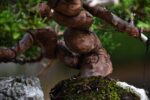 Bonsai ID562 : บอนไซสน Itoigawa Shimpaku - Image 5