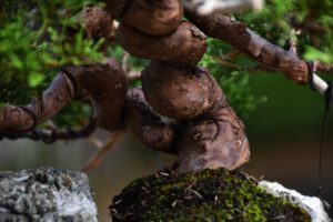 Bonsai ID562 : บอนไซสน Itoigawa Shimpaku - Image 5