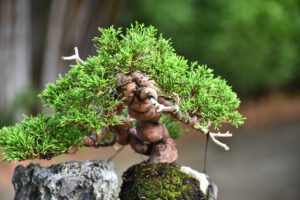 Bonsai ID562 : บอนไซสน Itoigawa Shimpaku - Image 8