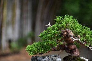 Bonsai ID562 : บอนไซสน Itoigawa Shimpaku - Image 7