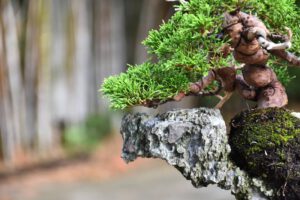 Bonsai ID562 : บอนไซสน Itoigawa Shimpaku - Image 2