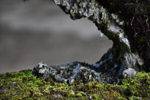 Bonsai ID562 : บอนไซสน Itoigawa Shimpaku - Image 6