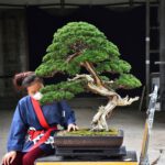 Bonsai ID563 : บอนไซสน Itoigawa Shimpaku (Emperor Class)