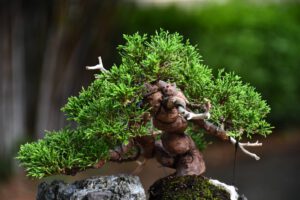 Bonsai ID562 : บอนไซสน Itoigawa Shimpaku - Image 4