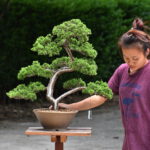 Bonsai ID558: Shimpaku