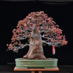 Bonsai ID542:Kaede Maple (เมเปิ้ล)