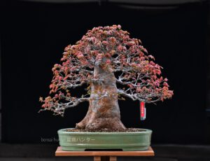 Bonsai ID542:Kaede Maple (เมเปิ้ล)