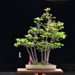 Bonsai ID545:Kaede Maple (เมเปิ้ล)
