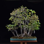 Bonsai ID546:Kaede Maple (เมเปิ้ล)