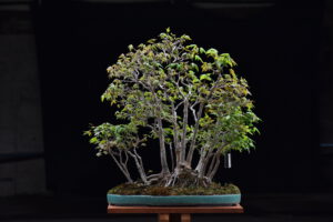 Bonsai ID546:Kaede Maple (เมเปิ้ล)