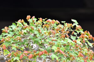 Bonsai ID554:Kaede Maple (เมเปิ้ล) - Image 3