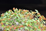 Bonsai ID554:Kaede Maple (เมเปิ้ล) - Image 3