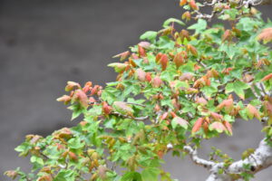 Bonsai ID554:Kaede Maple (เมเปิ้ล) - Image 2