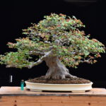 Bonsai ID554:Kaede Maple (เมเปิ้ล)