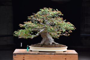 Bonsai ID554:Kaede Maple (เมเปิ้ล)