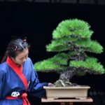 Bonsai ID570 : Japanese Black Pine