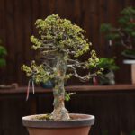 Bonsai ID547:Kaede Maple (เมเปิ้ล)1