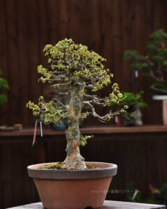 Bonsai ID547:Kaede Maple (เมเปิ้ล)1